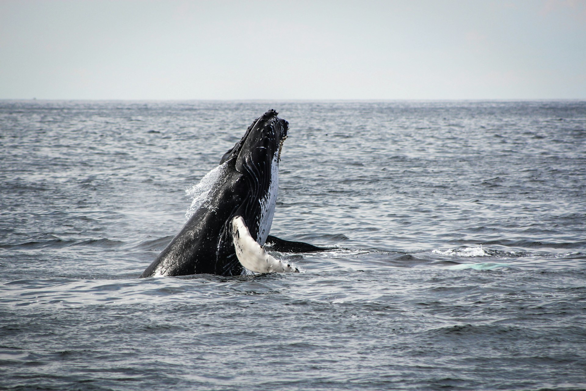 Whale Watching, 1